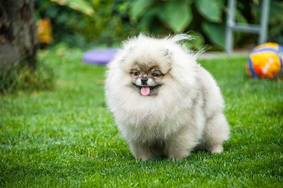 Pomeranian Residence | Exclusive Pomeriaan Fokker | Elite Breeder | pomeranian kopen, pomeriaan pomeranian residence, pomeriaan pup, mini pomeriaan, pomeriaan fokkers, teacup pomeranian kopen, pomeriaan pup kopen, pomeriaantjes te koop,